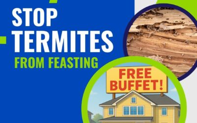 Let’s Talk About Termite Warning Signs