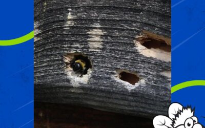 Carpenter Bee Trouble in Kentucky? Here’s How to Prevent and Eliminate Them for Good