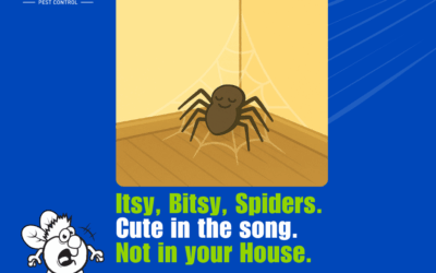 Spiders in the House? Here’s How to Prevent and Treat Them in Cincinnati and Northern Kentucky