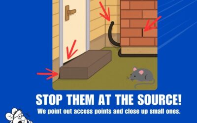 Stop Mice at the Source: Effective Treatments & Prevention in Cincinnati & Northern Kentucky